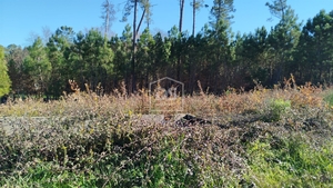 Terreno Rústico T0 - Ribafeita, Viseu, Viseu - Miniatura: 21/21