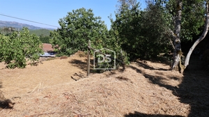 Quinta T2 - Sarzedo, Moimenta da Beira, Viseu - Miniatura: 22/24