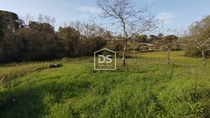 Terreno Rústico T0 - Oliveira do Conde, Carregal do Sal, Viseu - Miniatura: 19/24