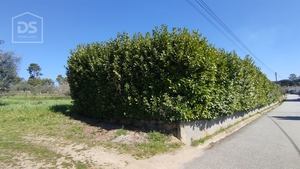 Terreno Urbano T0 - Oliveira do Conde, Carregal do Sal, Viseu - Miniatura: 13/17