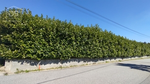 Terreno Urbano T0 - Oliveira do Conde, Carregal do Sal, Viseu - Miniatura: 17/17