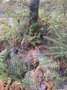 Terreno Urbano T0 - Santa Cruz da Trapa, São Pedro do Sul, Viseu - Miniatura: 3/3