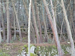 Terreno Rústico T0 - Castelo, Moimenta da Beira, Viseu - Miniatura: 16/24