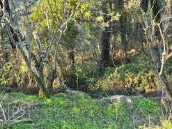 Terreno R�stico T0 - Castelo, Moimenta da Beira, Viseu - Miniatura: 33/35