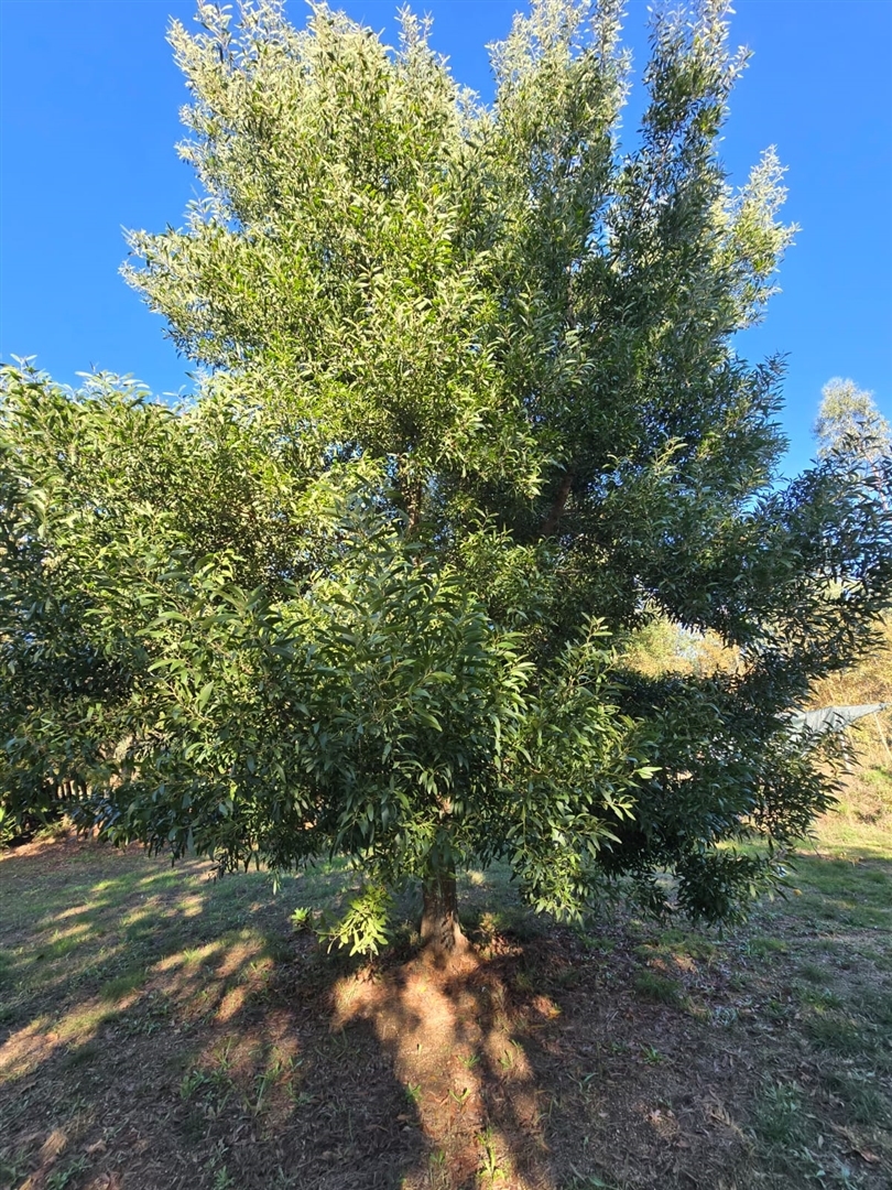 Quinta T1 - Santa Comba D�o, Santa Comba D�o, Viseu - Miniatura: 5/24