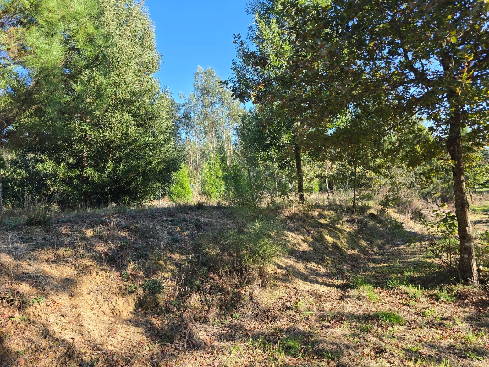 Quinta T1 - Santa Comba D�o, Santa Comba D�o, Viseu - Miniatura: 15/24
