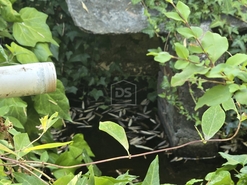 Terreno Urbano T0 - Queiriga, Vila Nova de Paiva, Viseu - Miniatura: 1/1