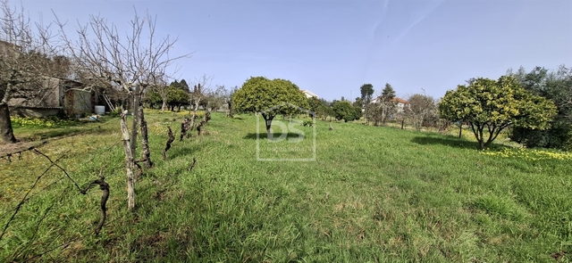 Terreno R�stico T0 - Currelos, Carregal do Sal, Viseu - Imagem grande