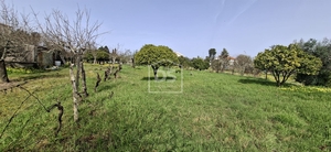 Terreno R�stico T0 - Currelos, Carregal do Sal, Viseu