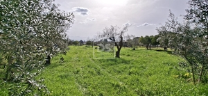 Terreno R�stico T0 - Currelos, Carregal do Sal, Viseu - Miniatura: 10/24