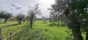 Terreno R�stico T0 - Currelos, Carregal do Sal, Viseu - Miniatura: 15/24