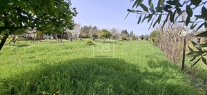 Terreno R�stico T0 - Currelos, Carregal do Sal, Viseu - Miniatura: 19/24