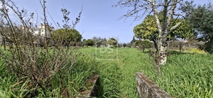 Terreno R�stico T0 - Currelos, Carregal do Sal, Viseu - Miniatura: 24/24