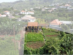 Terreno Rstico T0 - Arco da Calheta, Calheta (Madeira), Ilha da Madeira - Miniatura: 10/16