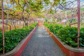 Quinta T0 - Estreito Cmara de Lobos, Cmara de Lobos, Ilha da Madeira - Miniatura: 7/20