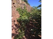 Terreno Rstico - Cmara de Lobos, Cmara de Lobos, Ilha da Madeira - Miniatura: 9/9