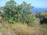 Terreno Rstico - Gaula, Santa Cruz, Ilha da Madeira - Miniatura: 3/5