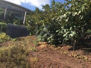 Terreno Rstico - Cmara de Lobos, Cmara de Lobos, Ilha da Madeira - Miniatura: 4/9