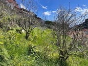 Terreno Rústico - Estreito Câmara de Lobos, Câmara de Lobos, Ilha da Madeira - Miniatura: 3/9