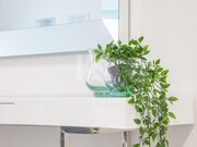 Apartamento T1 - So Martinho, Funchal, Ilha da Madeira - Miniatura: 7/9