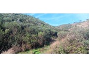 Terreno R�stico - Ortiga, Ma��o, Santar�m - Miniatura: 5/9