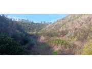 Terreno R�stico - Ortiga, Ma��o, Santar�m - Miniatura: 8/9