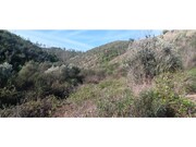 Terreno R�stico - Ortiga, Ma��o, Santar�m - Miniatura: 9/9