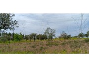 Terreno R�stico - Ortiga, Ma��o, Santar�m - Miniatura: 8/9