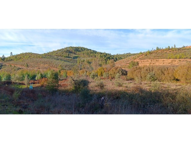 Terreno R�stico - Envendos, Ma��o, Santar�m - Imagem grande