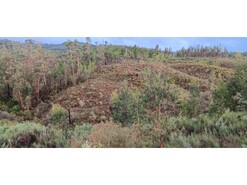 Terreno R�stico - Carvoeiro, Ma��o, Santar�m