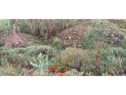 Terreno R�stico - Carvoeiro, Ma��o, Santar�m - Miniatura: 1/4
