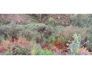 Terreno R�stico - Carvoeiro, Ma��o, Santar�m - Miniatura: 2/4