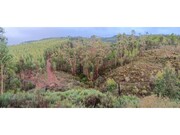 Terreno R�stico - Carvoeiro, Ma��o, Santar�m - Miniatura: 3/4