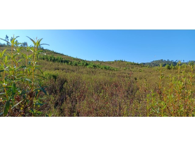 Terreno R�stico - Belver, Gavi�o, Portalegre - Imagem grande