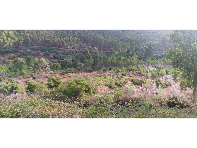 Terreno R�stico - Ma��o, Ma��o, Santar�m - Imagem grande
