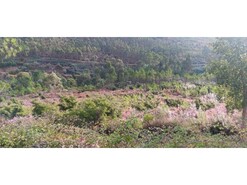 Terreno R�stico - Ma��o, Ma��o, Santar�m