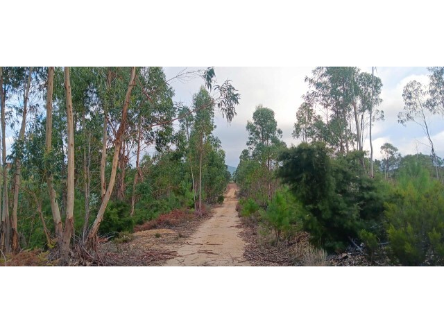 Terreno R�stico - Ma��o, Ma��o, Santar�m - Imagem grande