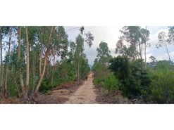 Terreno R�stico - Ma��o, Ma��o, Santar�m