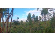 Terreno R�stico - Ma��o, Ma��o, Santar�m - Miniatura: 2/7