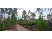 Terreno R�stico - Ma��o, Ma��o, Santar�m - Miniatura: 3/7