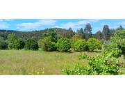 Terreno R�stico - Ma��o, Ma��o, Santar�m - Miniatura: 2/9