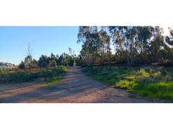 Terreno R�stico - Ma��o, Ma��o, Santar�m