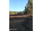 Terreno R�stico - Ma��o, Ma��o, Santar�m - Miniatura: 2/6