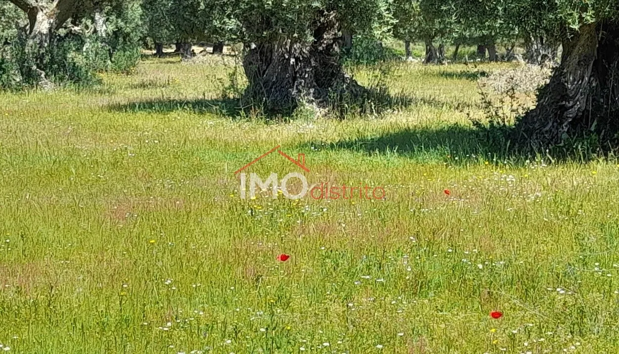 Terreno Rstico T0 - Beir, Marvo, Portalegre - Miniatura: 1/9
