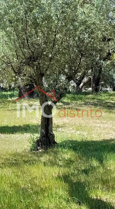 Terreno Rstico T0 - Beir, Marvo, Portalegre - Miniatura: 8/9