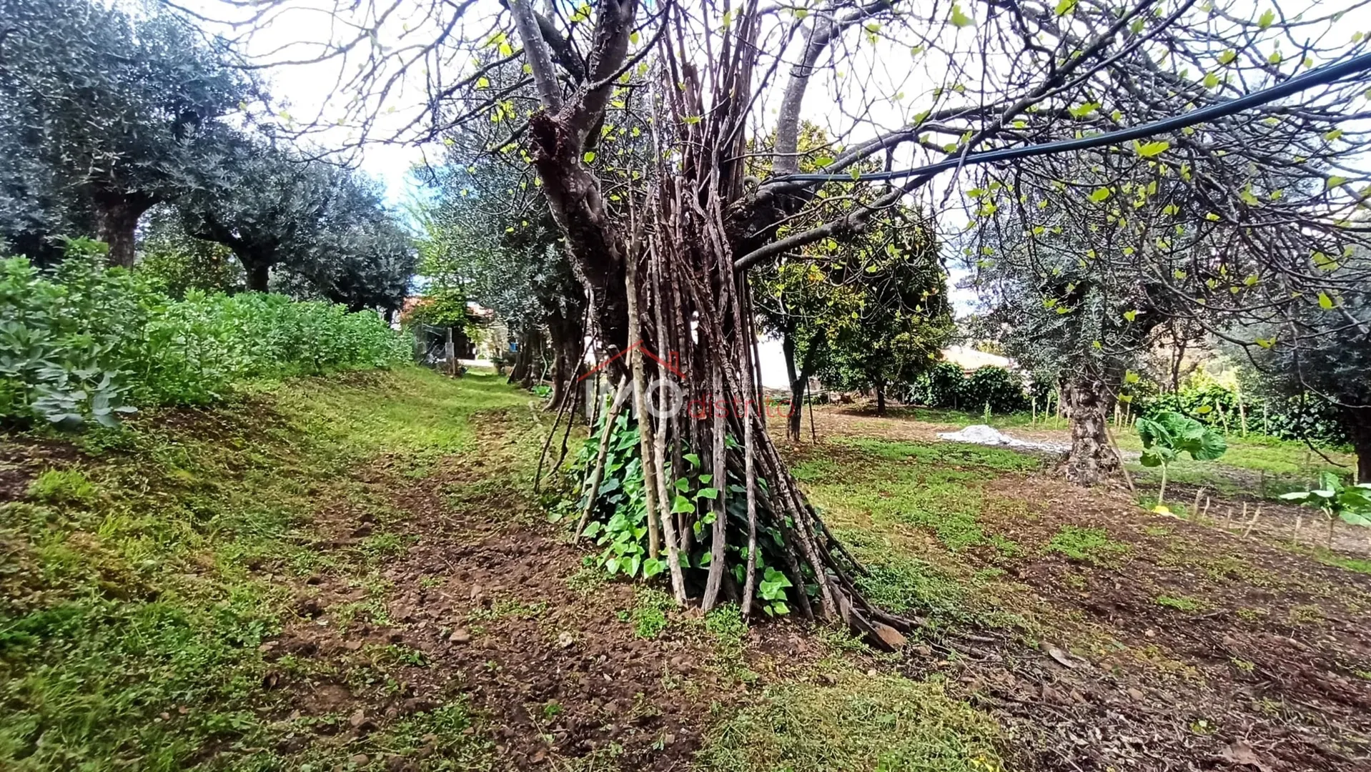 Moradia T3 - So Joo Batista, Castelo de Vide, Portalegre - Miniatura: 7/9