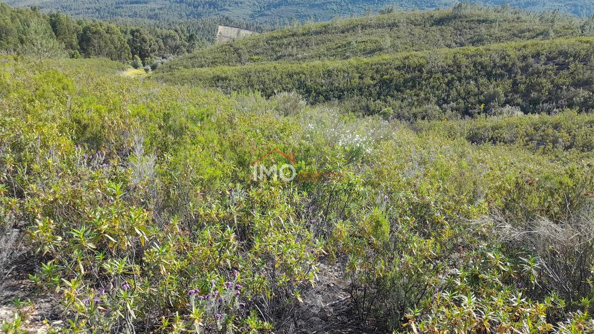 Terreno Rstico T0 - Reguengo, Portalegre, Portalegre - Miniatura: 3/9