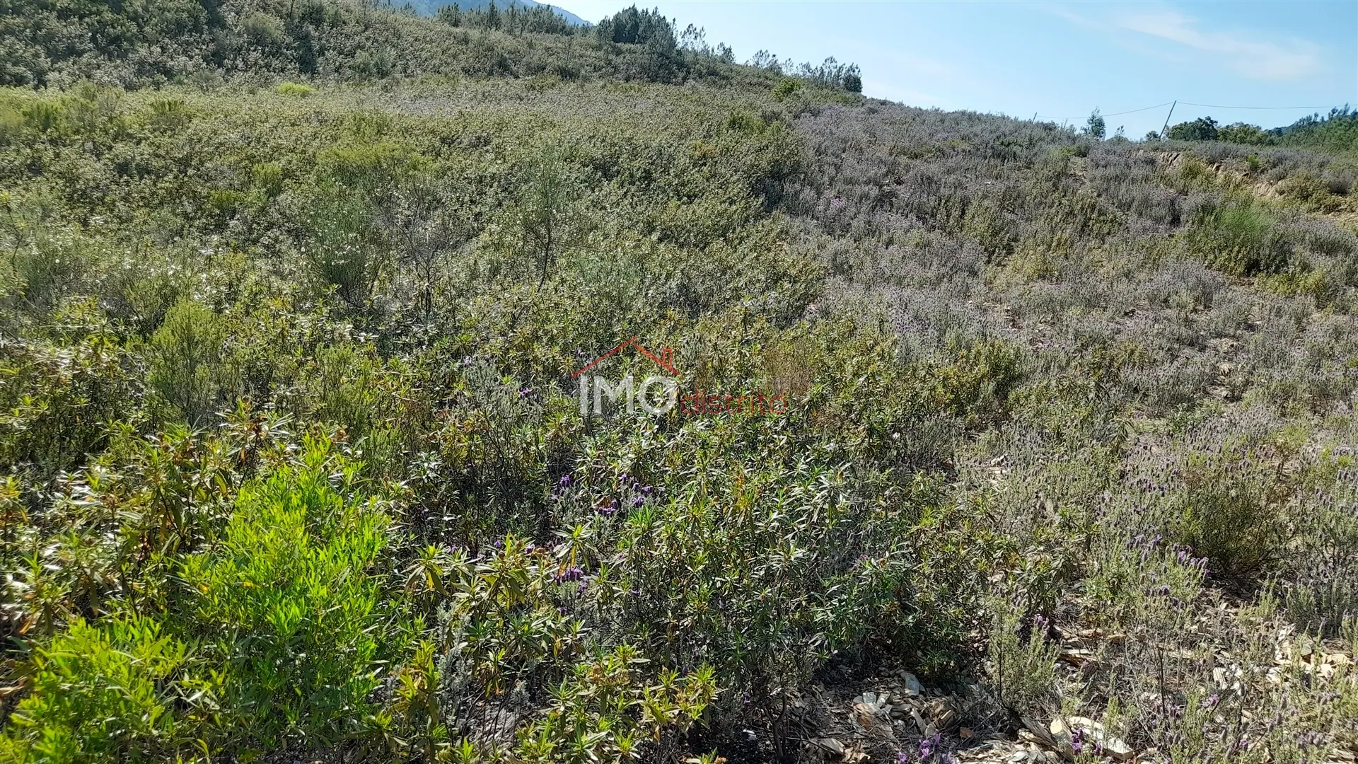 Terreno Rstico T0 - Reguengo, Portalegre, Portalegre - Miniatura: 4/9