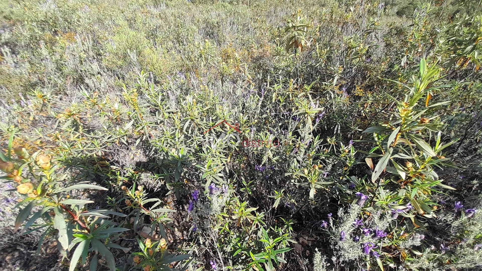 Terreno Rstico T0 - Reguengo, Portalegre, Portalegre - Miniatura: 5/9