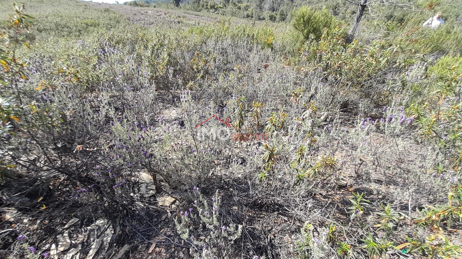 Terreno Rstico T0 - Reguengo, Portalegre, Portalegre - Miniatura: 6/9